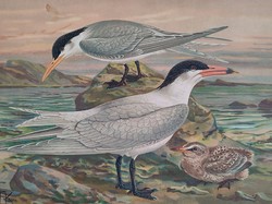 Bengal Tern and Black Tern