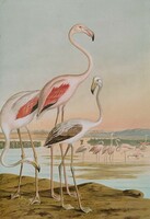 Phoenicopterus roseus pall (rosy flamingo)