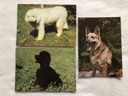 3 db kutyás, kutyusos képeslap