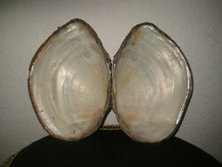 Pair of shells, 12.5 x 18 cm