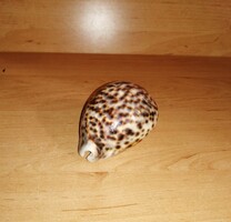 Sea snail (16/k)