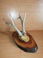 Old antler trophy on wooden pedestal wall decoration