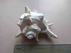 Nagy, fehér tengeri kagyló