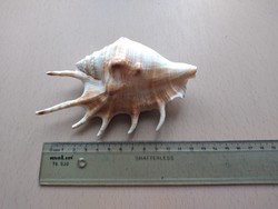 Light brown sea shell