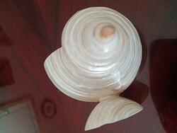 Nagyon régi irizáló abalone  / gyöngyház   Nautilus kagyló