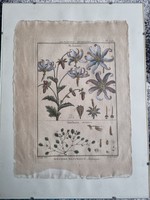 Histoire Naturelle, Botanique 18.századi metszetek