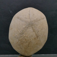 Tengeri sün fosszília (Echinolampas) 37 gramm