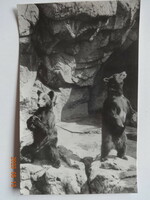 Régi képeslap: medvék - "Országos Mezőgazdasági Kiállítás, Budapest 1956" pecséttel
