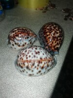 Porcelán kagylók