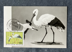 Fehér gólya / Ciconia ciconia - CM képeslap 1977-ből
