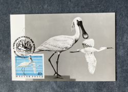 Kanalas gém / Platalea leucorodia - CM képeslap 1977-ből