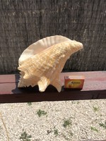 Nagyméretű csiga kagyló