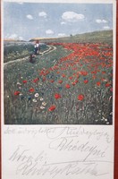 Szinyei-Merse: Pipacsok - futott tábori képeslap 1918-ból