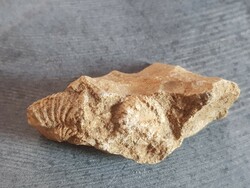 Kőzetgyűjteményből megkövesedett kagyló