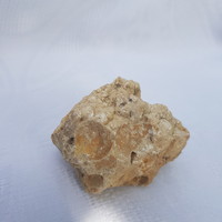 Fossil of petrified shells from a rock collection