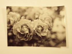 Régi fotó fénykép - Rózsa rózsák növény virág kert - 1960-as évek