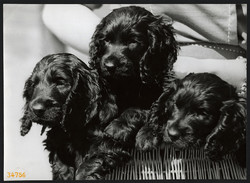 Larger size, photo artwork by István Szendrő, puppies, 1930s. Original, with seal