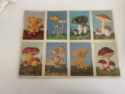 Collector image, sticker, stamp-like, mushroom