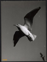 Nagyobb méret, Szendrő István fotóművészeti alkotása. Sirály a levegőben, madár, állat, 1930-as évek
