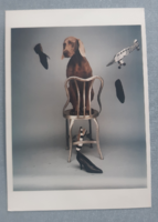 Képeslap: William Wegman vizslás fotója