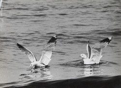 Seagulls, original photo from the 1970s, size 30x40 cm