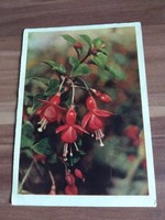 Régi orosz virágos képeslap, fukszia,1960-as évek körüli