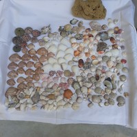 Kagyló kagylók