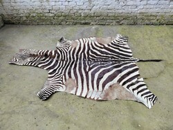 African zebra skin, carpet 250x160 cm