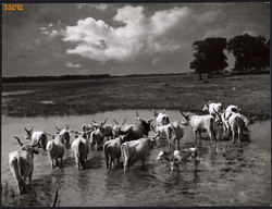 Larger size, photo art work by István Szendrő. Gray cattle in the water, hortomine, ethnography, hel