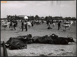 Larger size, photo art work by István Szendrő. Livestock fair on Hortobágy, gray cattle, buffalo