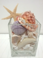 Shells, snail decoration
