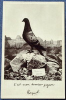 Old photo postcard army carrier pigeon