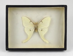 1N873 white tropical butterfly preparation in frame 15 x 20 x 3 cm