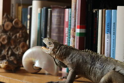 Antique taxidermy prepared iguana from naturkammer collection