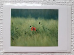 Postcard with envelope, greeting card, greeting card, post card with poppy flower pattern