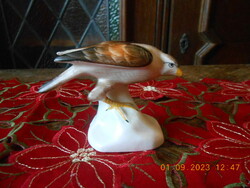 Aquincum porcelain hawk