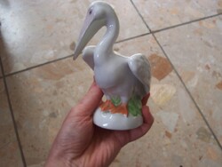 Rare Pelican