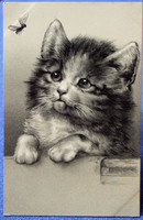 Antik dombornyomott  litho üdvözlő képeslap cica legyet nézi