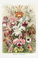 Ernst Haeckel: Orchideák