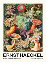 Ernst Haeckel:Sea Anemones (tengeri kökörcsin)