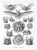 Ernst Haeckel: Denevérek