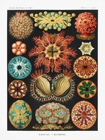 Ernst Haeckel:: Ascidiae–Seescheiden