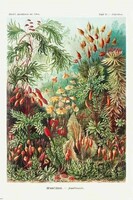 Ernst Haeckel: Mohák