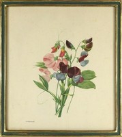 1O288 Pierre Joseph Redouté : Botanikai illusztráció 33.5 x 30 cm