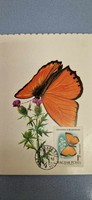 Postcard, butterflies, 1959.Xi.20. Budapest, lycaena vigaureae, with a 1 ft stamp.