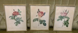 3 db gyönyörű nagyméretű antik Pierre Joseph Redouté nyomat botanikai rózsa kép képek