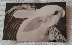 Retró húsvéti képeslap