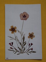 Préselt virágok levelezőlap méretű lapon