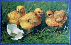 Antik arannyal préselt Húsvéti  üdvözlő képeslap csibék 1907ből