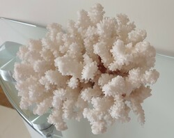 Beautiful huge size, coral 26 cm